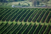 grapes, arbor, hill, hillside, delicious, juicy, eatable, edible, vitamins, bio, health, healthy lifestyle, wellness, fitness, wine, parallel, limitless, perspective, village, countryside, nature, vine, vine-stock, vineyard, vintage, vineculture, vine-arbor, highway, transportation, sunlight, warm, grapes garden, green, leaf, autumn, skin, Kiss Lszl, Lszl Kiss