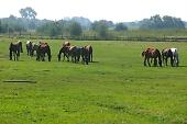 horse, horses, field, meadow, village, grass, green, countryside, nature, animal, mane, fur, furry, fold, outdoors, range, pasture, open-air, nomad, browse, grazer, eat, food, nutrient, feed, animals, outside, outdoor, Kiss Lszl, Lszl Kiss