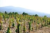 grapes, arbor, hill, hillside, delicious, juicy, eatable, edible, vitamins, bio, health, healthy lifestyle, wellness, fitness, wine, parallel, limitless, perspective, village, countryside, nature, vine, vine-stock, vineyard, vintage, vineculture, vine-arbor, blue, sky, blue sky, standing, cloud, clouds, church, chapel, cross, crucifix, organized rows, grapes garden, rows, stick, young, sapling, Tokaj, Kiss Lszl, Lszl Kiss