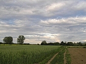 landscape, clouds, wheat, field, meadow, forest, cornfield, nature, countryside, village, road, blue, sky, blue sky, cloud, perspective, grain, cereals, tree, trees, soil, ground, arable, clod, earth, ploughland, tillage