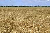 grain, field of wheat, ear, agriculture, harvest, wheat-crop, cornfield, wheat, wheat-sheaf, food product, groceries, ripe, wheat grain, farm product, wheat-field, cereals, wheat-growing, wheat flour, wheat-stalk, farmland, young wheat-crop, boundary, core, gold, wheatgerm, CD 0052, Kiss Lszl, Lszl Kiss