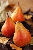 russet pear, warden, pear, leaf, autumn, summer, winter, hasting pear, white butter pear, red, yellow, orange, pear tree, growth, fruit, perry, william pear, CD 0088, Kiss László, László Kiss