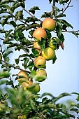 apple, green, yellow, red, white, fruit, leaf, leaves, tree, limb, fruit tree, apple tree, mature, orchard, garden, agriculture, countryside, grower, farmer, gardener, nature, bio, health, healthy lifestyle, fitness, wellness, vitamins, delicious, juicy, round, eatable, edible, food, sunlight, sunshine, light, morning, growth, market, still-life, outdoors, knowledge, tree of knowledge, Eden, Europe, Hungary, shadow, burden, heavy, much, blue sky, Kiss Lszl, Lszl Kiss