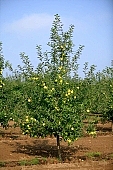 apple, green, yellow, unseasoned, fruit, leaf, leaves, tree, limb, fruit tree, apple tree, mature, orchard, garden, agriculture, countryside, grower, farmer, gardener, nature, bio, health, healthy lifestyle, fitness, wellness, vitamins, delicious, juicy, round, eatable, edible, food, sunlight, sunshine, morning, growth, market, still-life, much, bunch, outdoors, knowledge, tree of knowledge, Eden, Europe, Hungary, loneliness, lonely, blue sky, burden, heavy, Kiss Lszl, Lszl Kiss