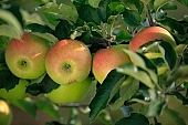 apple, green, yellow, red, fruit, leaf, leaves, tree, limb, fruit tree, apple tree, mature, orchard, garden, agriculture, countryside, grower, farmer, gardener, nature, bio, health, healthy lifestyle, fitness, wellness, vitamins, delicious, juicy, round, eatable, edible, food, sunlight, sunshine, light, shadow, morning, growth, market, still-life, much, outdoors, knowledge, tree of knowledge, Eden, Europe, Hungary, burden, heavy, row, four, Kiss Lszl, Lszl Kiss