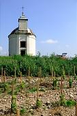 hillside, blue, sky, blue sky, cloud, clouds, delicious, juicy, eatable, edible, vitamins, bio, health, healthy lifestyle, wellness, fitness, skin, parallel, limitless, perspective, village, countryside, nature, vine-stock, vine, grapes, arbor, hill, vineyard, vintage, vineculture, vine-arbor, standing, church, chapel, cross, crucifix, warm, autumn, sunlight, young, sapling, rows, grapes garden, Kiss Lszl, Lszl Kiss