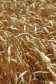 harvest, wheat, food product, groceries, ripe, wheat grain, cornfield, grain, farm product, wheat-field, field of wheat, agriculture, cereals, wheat-growing, wheat flour, ear, wheat-crop, wheat-stalk, farmland, young wheat-crop, boundary, core, gold, wheat-sheaf, wheatgerm, CD 0052, Kiss Lszl, Lszl Kiss