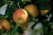 apple, green, yellow, red, fruit, leaf, leaves, tree, limb, fruit tree, apple tree, mature, orchard, garden, agriculture, countryside, grower, farmer, gardener, nature, bio, health, healthy lifestyle, fitness, wellness, vitamins, delicious, juicy, round, eatable, edible, food, sunlight, sunshine, morning, growth, market, still-life, much, outdoors, knowledge, tree of knowledge, Eden, Europe, Hungary, burden, heavy, stand alone, Kiss Lszl, Lszl Kiss