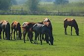 horse, horses, field, meadow, village, grass, green, countryside, nature, animal, mane, fur, furry, fold, outdoors, range, pasture, open-air, nomad, browse, grazer, eat, food, nutrient, feed, animals, outside, outdoor, Kiss Lszl, Lszl Kiss