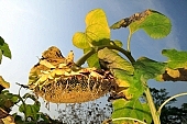 sunflower, close-up, gas oil, diesel oil, diesel fuel, biodiesel, fuel, gas, core, cores, seeds, oil, oils, blue, sky, blue sky, green, leaf, autumn, leaves, dry, dry leaf, bottom view, table, field, plow, countryside, nature, agriculture, blossom, bloom, flower, yellow, circle, round, sun, sunlight, sunshine, ripe, old, Kiss Lszl, Lszl Kiss