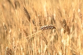 wheat, farm product, grain, wheat-field, field of wheat, agriculture, cereals, ripe, wheat flour, ear, wheat-crop, wheat-stalk, harvest, farmland, wheat grain, young wheat-crop, boundary, cornfield, core, food product, groceries, gold, wheat-sheaf, wheat-growing, wheatgerm, CD 0052, Kiss Lszl, Lszl Kiss