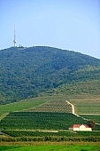 grapes, arbor, hill, hillside, Mad, health, healthy lifestyle, wellness, fitness, skin, parallel, limitless, perspective, village, countryside, nature, vineyard, vintage, vineculture, vine-arbor, blue, sky, blue sky, fog, valley, tower, birds eye view, forest, field, plow, standing, house, lodge, pillbox, white house, white, architecture, grapes garden, Kiss Lszl, Lszl Kiss