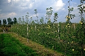 blue sky, blue, sky, cloud, clouds, light, shadow, perspective, apple, grass, green, road, stick, fence, tree, soil, ground, heaven, Eden, garden, agriculture, nature, forest, arbor, hose-pipe, tap, wire, nuggets, sunlight, sunshine, countryside, outdoors, Kiss Lszl, Lszl Kiss