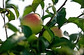 apple, green, yellow, red, white, fruit, leaf, leaves, tree, limb, fruit tree, apple tree, mature, orchard, garden, agriculture, countryside, grower, farmer, gardener, nature, bio, health, healthy lifestyle, fitness, wellness, vitamins, delicious, juicy, round, eatable, edible, food, sunlight, sunshine, light, morning, growth, market, still-life, two, pair, outdoors, knowledge, tree of knowledge, Eden, Europe, Hungary, Kiss Lszl, Lszl Kiss