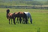 horse, horses, field, meadow, village, grass, green, countryside, nature, animal, mane, fur, furry, fold, outdoors, range, pasture, open-air, nomad, browse, grazer, eat, food, nutrient, feed, animals, outside, outdoor, Kiss Lszl, Lszl Kiss