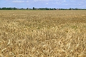 grain, ear, agriculture, harvest, wheat-crop, cornfield, wheat, wheat-sheaf, food product, groceries, ripe, wheat grain, farm product, wheat-field, field of wheat, cereals, wheat-growing, wheat flour, wheat-stalk, farmland, young wheat-crop, boundary, core, gold, wheatgerm, CD 0052, Kiss Lszl, Lszl Kiss