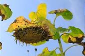 sunflower, close-up, core, cores, seeds, oil, sunflower-seed oil, blue, sky, blue sky, green, leaf, leaves, dry, dry leaf, bottom view, table, field, plow, countryside, nature, agriculture, blossom, bloom, flower, yellow, circle, round, sun, sunlight, sunshine, ripe, old, Kiss Lszl, Lszl Kiss