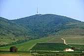 grapes, arbor, hill, hillside, health, healthy lifestyle, wellness, fitness, wine, parallel, limitless, perspective, village, countryside, nature, vineyard, vintage, vineculture, vine-arbor, blue, sky, blue sky, fog, valley, tower, birds eye view, forest, field, plow, must, Tokaj, grapes garden, Kiss Lszl, Lszl Kiss