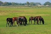 horse, horses, field, meadow, village, grass, green, countryside, nature, animal, mane, fur, furry, fold, outdoors, range, pasture, open-air, nomad, browse, grazer, eat, food, nutrient, feed, animals, outside, outdoor, Kiss Lszl, Lszl Kiss