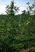 apple, green, red, yellow, fruit, leaf, leaves, tree, limb, fruit tree, apple tree, mature, orchard, garden, agriculture, countryside, grower, farmer, gardener, nature, bio, health, healthy lifestyle, fitness, wellness, vitamins, delicious, juicy, round, eatable, edible, food, sunlight, sunshine, light, morning, growth, market, still-life, outdoors, knowledge, tree of knowledge, Eden, Europe, Hungary, shadow, burden, heavy, much, fence, wire, hose-pipe, tap, stick, soil, ground, arbor, forest, blue sky, sky, perspective, standing, cordon, Kiss Lszl, Lszl Kiss