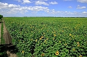 sunflower field, sunflower, agrarian production, plantation, core, sunflower-seed oil, boundary, food product, groceries, farmland, agriculture, plant, sunflower leaves, horizon, sky, blue, blue sky, cloud, farm produce, farm product, sunflower s plate, sunshine, sunny, sunlit, sunflowers, leaf, green, husk, blossom, bloom, flower, oil, plate, feed, fodder, forage, summer, on the sun, rotary, pollen, petal, pounce, pistil, yellow, brown, shaft, CD 0052, Kiss Lszl, Lszl Kiss