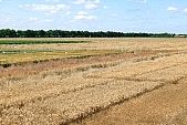 harvest, grain, cereals, agricultural  plantland, agricultural cultivation of plants, farmland, wheat-crop, cornfield, wheat, wheat-sheaf, food product, groceries, ripe, wheat grain, farm product, wheat-field, field of wheat, agriculture, wheat-growing, ear, wheat-stalk, young wheat-crop, boundary, core, gold, wheatgerm, CD 0052, Kiss Lszl, Lszl Kiss
