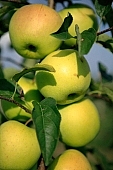 apple, orchard, garden, agriculture, green, yellow, fruit, leaf, leaves, tree, limb, fruit tree, apple tree, mature, countryside, grower, farmer, gardener, nature, bio, health, healthy lifestyle, fitness, wellness, vitamins, delicious, juicy, round, eatable, edible, food, sunlight, sunshine, light, morning, growth, market, still-life, outdoors, outside, knowledge, tree of knowledge, Eden, Europe, Hungary, shadow, burden, heavy, much, close-up, Kiss Lszl, Lszl Kiss