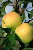 apple, green, yellow, fruit, streaked, leaf, leaves, tree, limb, fruit tree, apple tree, mature, orchard, garden, agriculture, countryside, grower, farmer, gardener, nature, bio, health, healthy lifestyle, fitness, wellness, vitamins, delicious, juicy, round, eatable, edible, food, sunlight, sunshine, light, morning, growth, market, still-life, outdoors, outside, knowledge, tree of knowledge, Eden, Europe, Hungary, shadow, burden, heavy, pair, close-up, Kiss Lszl, Lszl Kiss